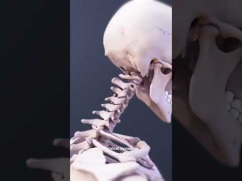 Cervical Vertebrae Anatomy