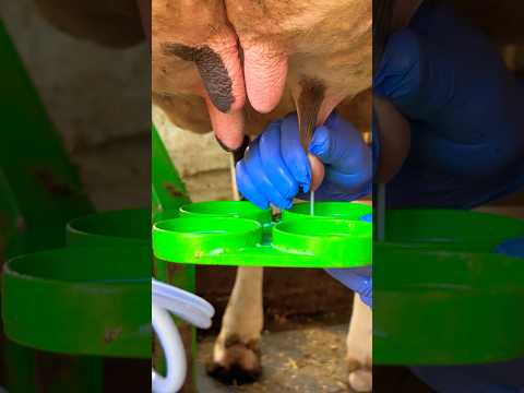 Amazing Milking Processing #cows #milking